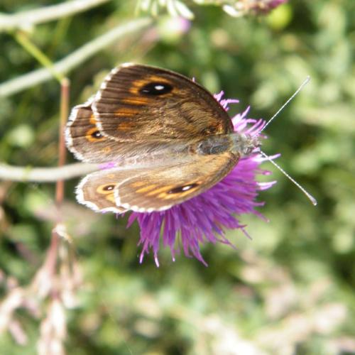 Lasiommata maera